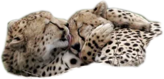 💋 cheetah, animals, wildlife, cats whatsapp sticker