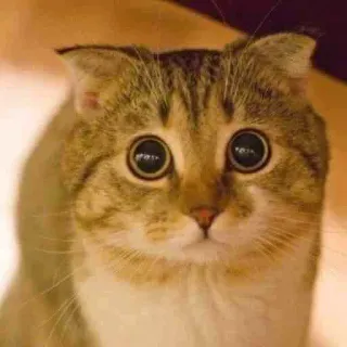 😿 кошка, животное, милый, питомец, кошачий, домашняя кошка telegram sticker