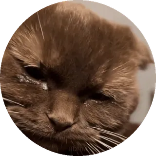 😭 gatto, piangendo, triste, marrone, lacrime, animale domestico, animale telegram sticker