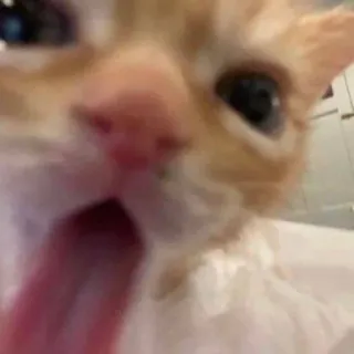 🤩 cat, kitten, animal, pet, cute, tongue, funny telegram sticker