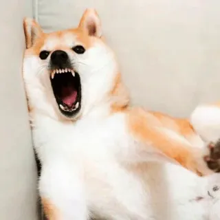 😱 dog, shiba inu, angry, aggressive, animal, teeth, growl telegram sticker