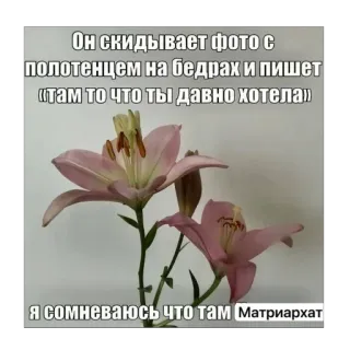 🫥 Он скидывает фото с полотенцем на бедрах и пишет «там то что ты давно хотела» я сомневаюсь что там Матриархат telegram sticker