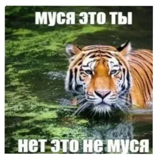 Больше стиков тут: @stikery4 telegram stickers