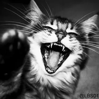 🤣 @LBS01 cat, yawning, laughing, monochrome, pet, animal whatsapp sticker