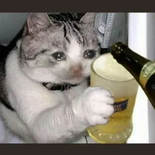 🥺 kucing, bir, menangis, minum, alkohol, sedih telegram sticker