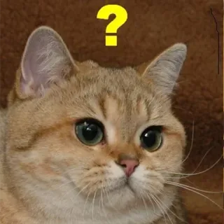 🐱 ? chat, question, mème, confus, animal, animal de compagnie, curieux telegram sticker