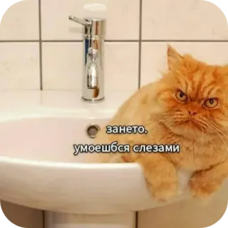 🐱 зането. умоешбся слезами telegram sticker