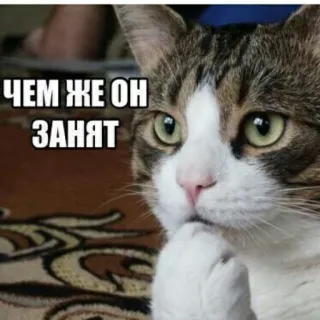 🧐 ЧЕМ ЖЕ ОН ЗАНЯТ gatto, meme, pensare, domanda, russo whatsapp sticker