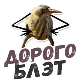 💰 ДОРОГО БЛЭТ 鸟, 俚语, 冒犯 telegram sticker