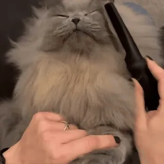 ☺️ cat, middle finger, offensive, pet, grooming, rude gesture, animal whatsapp sticker
