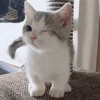 😺 chat, chaton, mignon, animal, animal de compagnie, clin d'oeil telegram sticker
