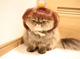 😊 gato, peruca, animal de estimação, animal, felino, fofo, engraçado, gato persa telegram sticker
