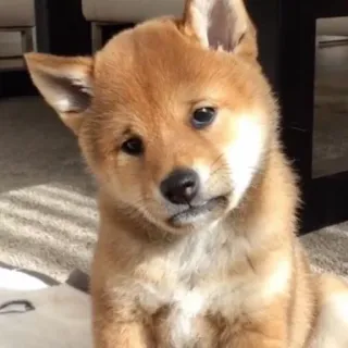 😔 Hund, Welpe, süß, Tier, Haustier, Shiba Inu telegram sticker