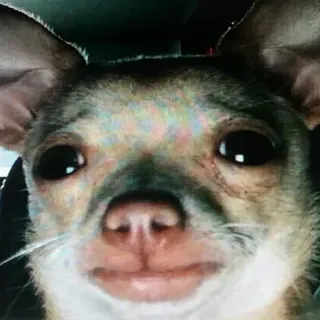 😭 chihuahua, dog, animal, pet, cute, portrait telegram sticker
