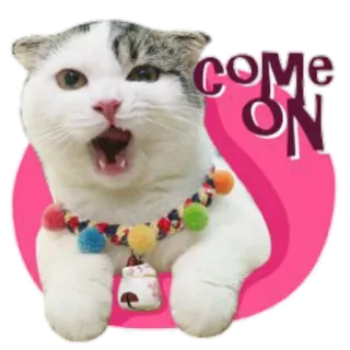 ❤️ COME ON cat, cute, meme, animal, kitten, pet, funny telegram sticker