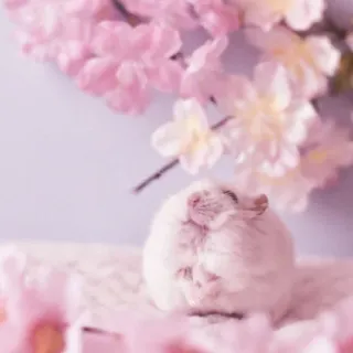 🤏 hamster, flowers, cute, animal, pink, cherry blossoms telegram sticker