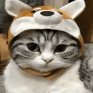 🐈 кот, животное, шляпа, милый, сиба ину whatsapp sticker