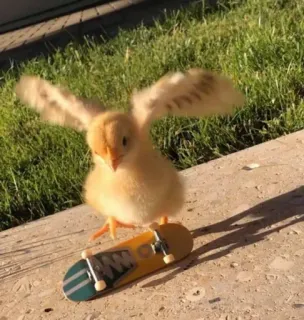 🛹 chick, skateboard, animal, bird, cute, funny telegram sticker