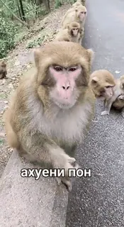 🐒 ахуени пон 원숭이, 동물, 밈, 불쾌한 언어, 도로, 야생 동물 whatsapp sticker