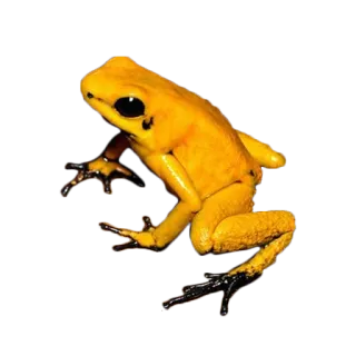 🐸 カエル, 黄色いカエル, ヤドクガエル, 動物, 自然, 野生動物 telegram sticker