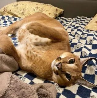 🥰 cat, floppa, animal, caracal telegram sticker