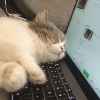 🤓 猫, 睡眠, ラップトップ, コンピュータ, 動物, ペット telegram sticker
