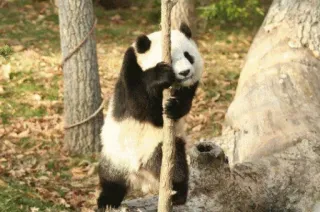 🙈 panda, bear, animal, nature, wildlife telegram sticker