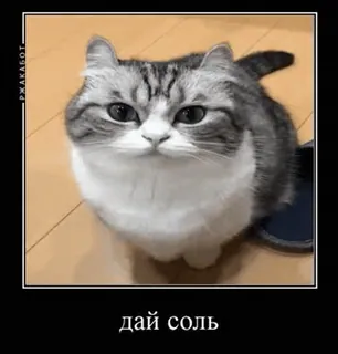 🌟 дай соль mèo, hài hước, động vật, meme whatsapp sticker