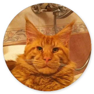 😌 chat, maine coon, animal, animal de compagnie, félin telegram sticker