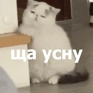 😴 ЩА УСНУ แมว, มีม, รัสเซีย, ง่วง, ตลก telegram sticker