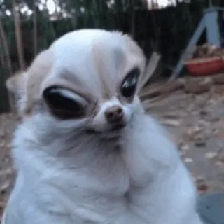 😐 dog, chihuahua, funny, animal, pet telegram sticker