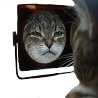 ☹️ kucing, cermin, binatang, hewan peliharaan, refleksi, lucu, meme telegram sticker