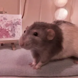 🤏 rat, animal, painting, cute, rodent telegram sticker