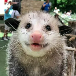 😁 opossum, động vật, dễ thương, động vật hoang dã, động vật có vú whatsapp sticker