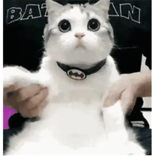 🐈 고양이, 동물, 새끼 고양이, 애완동물, 귀여운, 배트맨, 목걸이 whatsapp sticker