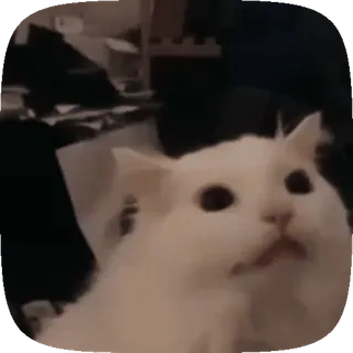 🐱 cat, white cat, meme, funny, animal, pet telegram sticker