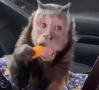 🐵 monyet, makan, binatang, primata, mamalia, es loli telegram sticker