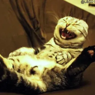 😂 chat, drôle, rire, animal, mème telegram sticker