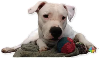 🐶 cão, animal de estimação, animal, cão branco, filhote, animal doméstico, cão com bola, animal fofo whatsapp sticker