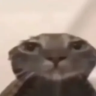 🫤 cat, animal, meme, funny, pet, feline whatsapp sticker