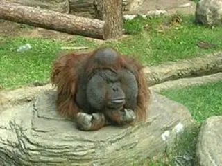 😑 orango, animale, primate, mammifero, zoo, fauna selvatica telegram sticker