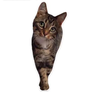 👀 gato, animal, mascota, gato doméstico, gato atigrado, mamífero telegram sticker