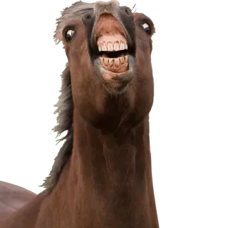 🐴 cavalo, animal, engraçado, dentes, equino telegram sticker