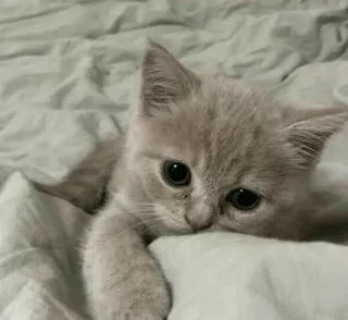 🎀 cat, kitten, cute, animal, pet whatsapp sticker