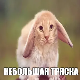 🤩 НЕБОЛЬШАЯ ТРЯСКА cat, rabbit, funny, cute, hybrid telegram sticker