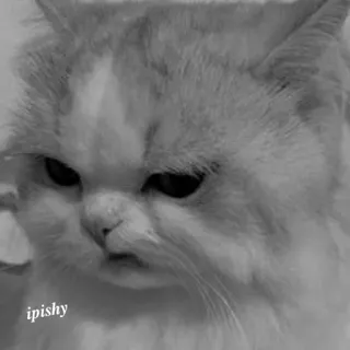 🕸 ipishy 猫, 宠物, 动物, 可爱, 毛茸茸, 家畜 telegram sticker