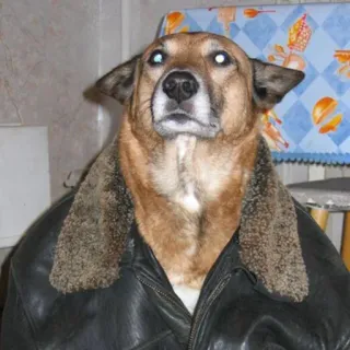 🐶 cachorro, jaqueta de couro, animal, animal de estimação, animal doméstico, engraçado, roupa, pele telegram sticker