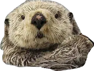 😮 nutria, animal, lindo, nutria marina, mamífero telegram sticker