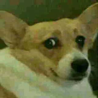 😳 corgi, cane, animale, animale domestico, carino, meme telegram sticker