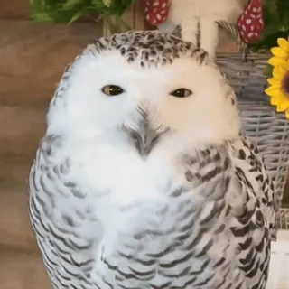 🦉 Sowa śnieżna, Sowa, Ptak, Zwierzę, Dzikie zwierzęta, Natura telegram sticker
